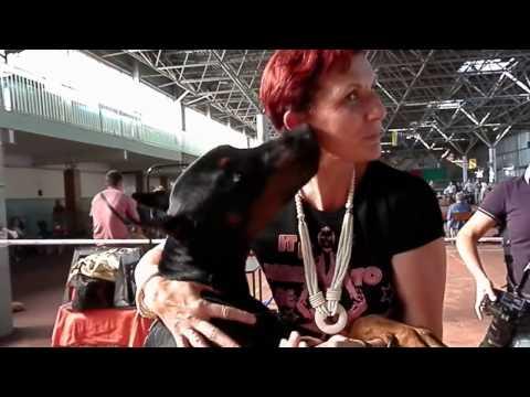 Доберман САНТА КЛАУС. DOBERMANN. Odessaa.