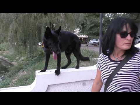 Немецкие Овчарки Локки и Вега. German Shepherd Lokki And Vega.