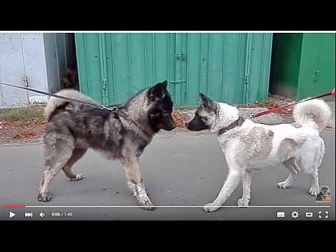 The Meeting In Six Months. ВСТРЕЧА ЧЕРЕЗ ПОЛ ГОДА. American Akita.اكيتا الأمريكية. Odessa.