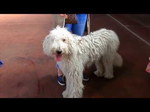 ТАЙНА ДРЭДОВ У КОМОНДОРА ! Like Getting Dreadlocks Have Komondor. Odessa.