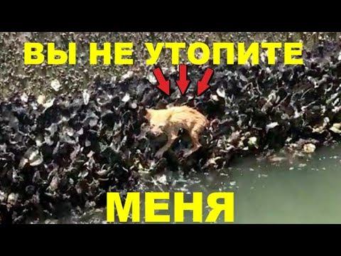 ОН ИЗО ВСЕХ СИЛ ДЕРЖАЛСЯ ЗА РАКУШКИ#СПАСЕНИЕЖИВОТНЫХ