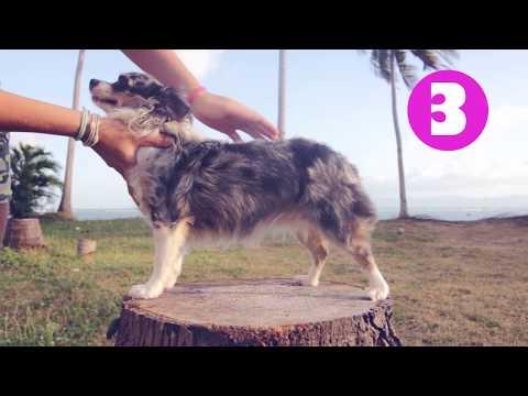 Ожирение у собак: как определить лишний вес? Часть 1 | Догмама