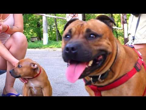 Буч и сын. Стаффордширский бультерьер. Staffordshire Bull Terrier.