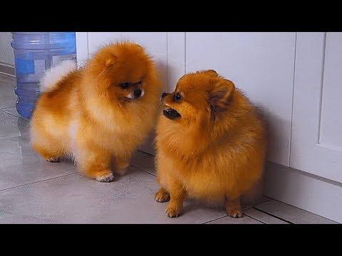 Весёлые шпицы Фил и Бусинка. Funny Spitz Phil And Businka.