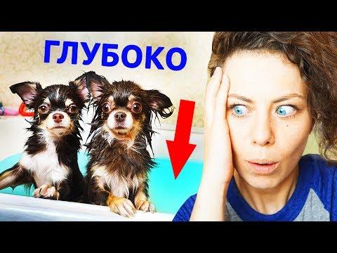 СОБАКИ в ВАННЕ! Учу Мишу и Юми ПЛАВАТЬ Софи УПАЛА В ВОДУ как ЩЕНОК КУПАЕТСЯ Magic Family