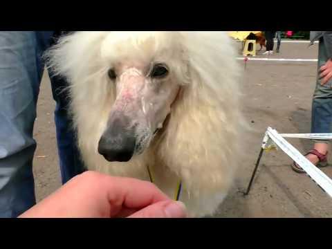 Милашка! Большой Королевский Пудель. Cutie! The Great Royal Poodle.