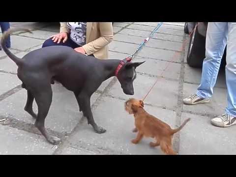 Забавные собаки. Мексиканская собака и Гриффон. Funny Dogs. Mexican Dog And Griffon.