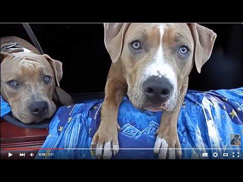 Dogs Killer.ЗЛОЙ ЗВЕРЬ -АМСТАФФ.Angry Beast - American Staffordshire Terrier.Odessa.