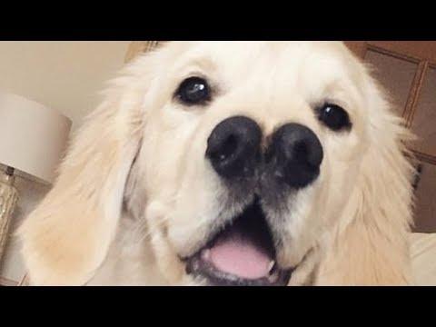 СОБАКА С ДВУМЯ НОСАМИ #СПАСЕНИЕЖИВОТНЫХ