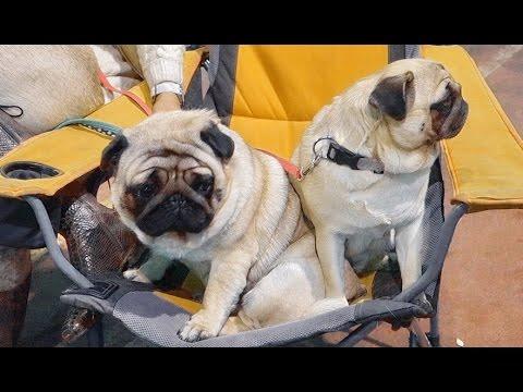 МОПСЫ СЕНЯ И ТРЁШКА на Выставке собак.Pug Senya And Treshka On Dog Show.Odessa.