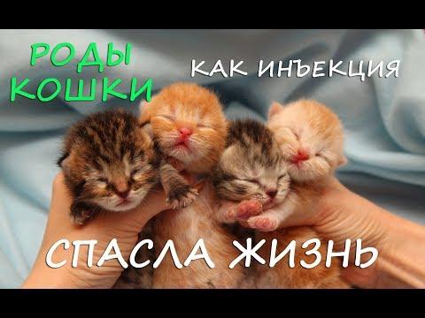 РОДЫ ВИСЛОУХОЙ КОШКИ: как СПАСТИ ЖИЗНЬ КОТЯТАМ. Буся стала мамой