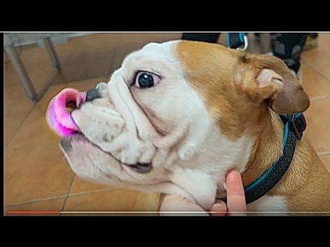 СМЕШНАЯ ТЕРРИ. Английский бульдог.FUNNY TERRI. English Bulldog. Odessa.