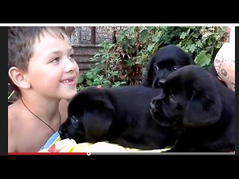 ПЕТЯ и ЩЕНКИ ЛАБРАДОРА.They Love Children? Odessa.