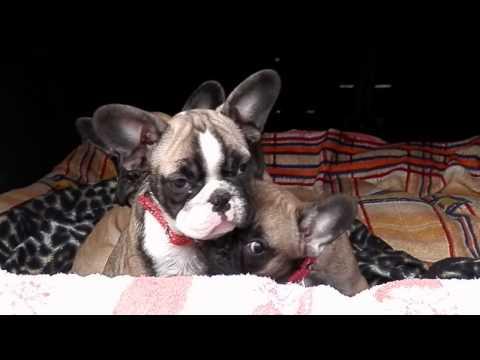Милашки!Французский бульдог. Щенки 2.5 мес. Сароконный рынок. Odessa.