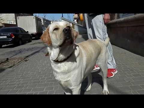 ОЧЕНЬ УМНЫЙ Лабрадор ДЖОН 1 год.Odessa.